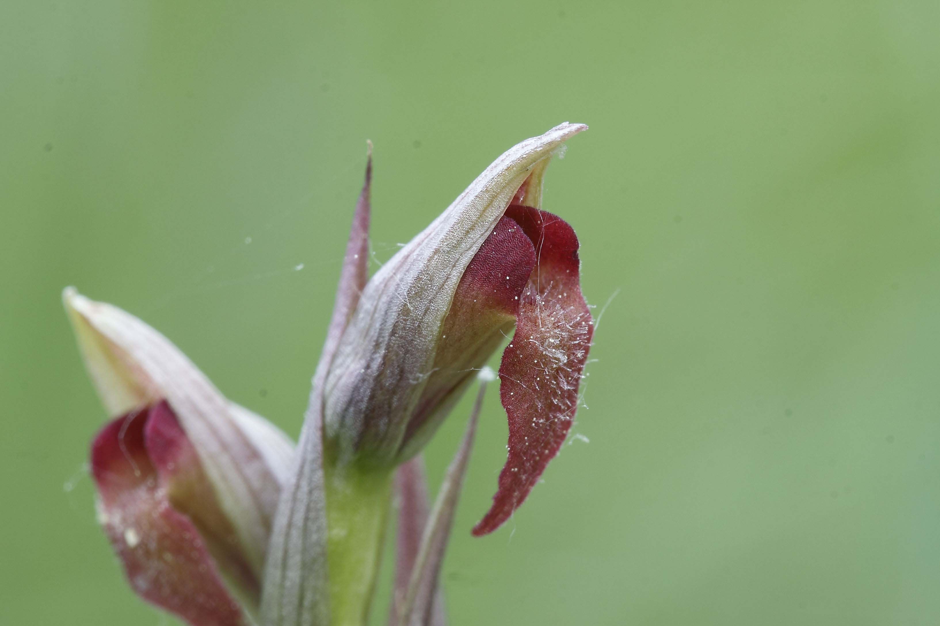 Serapias parviflora