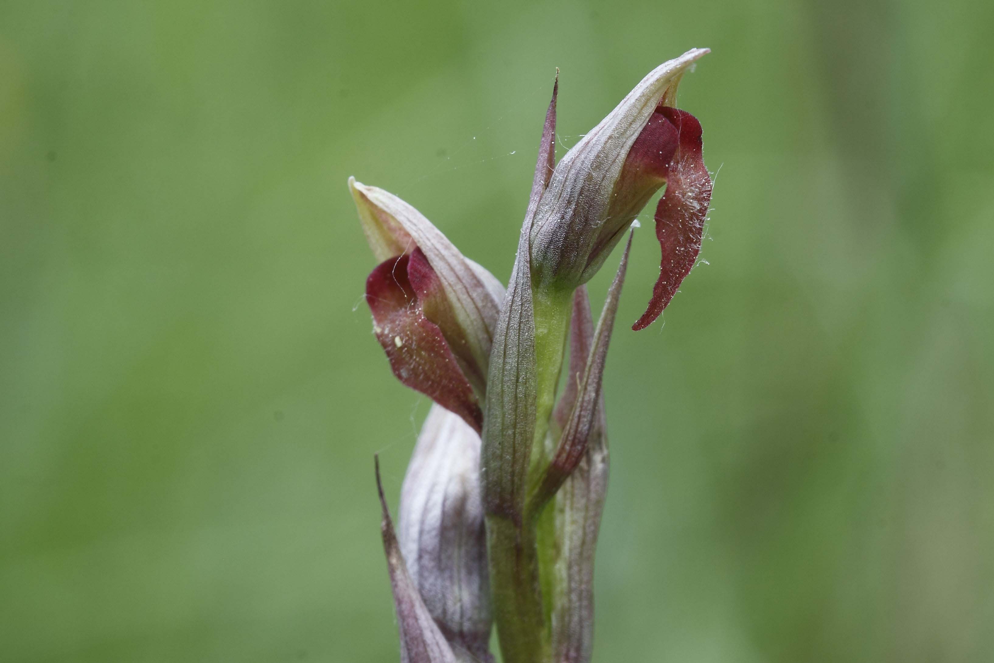 Serapias parviflora