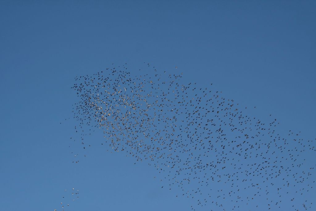 Stormi di uccelli neri.