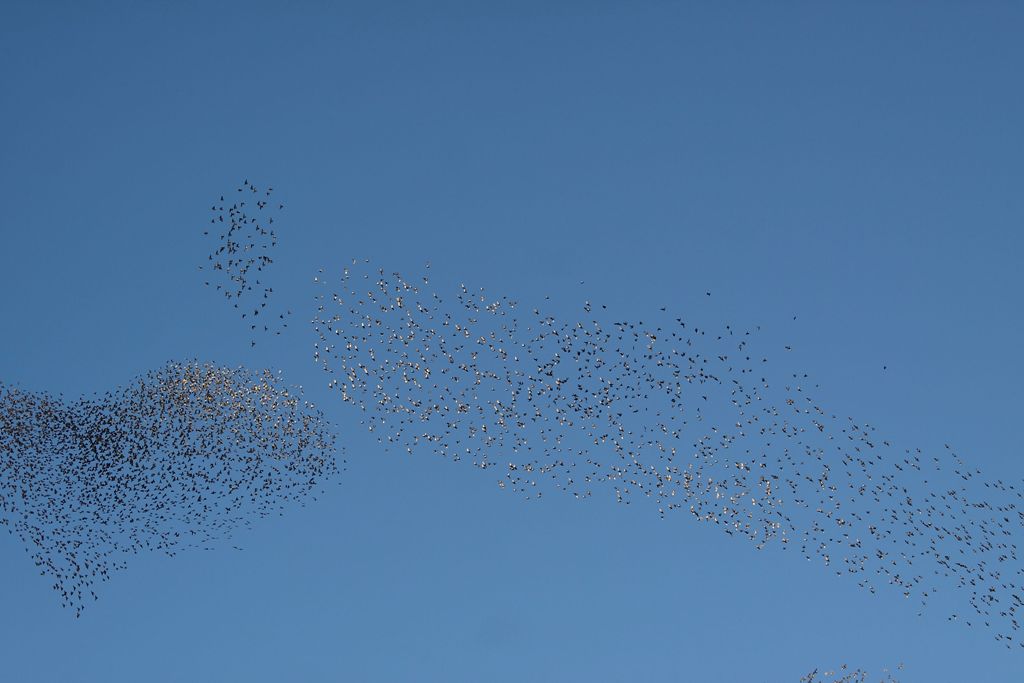 Stormi di uccelli neri.