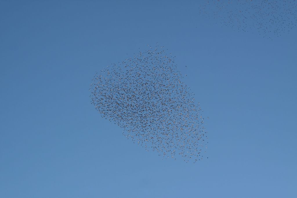 Stormi di uccelli neri.