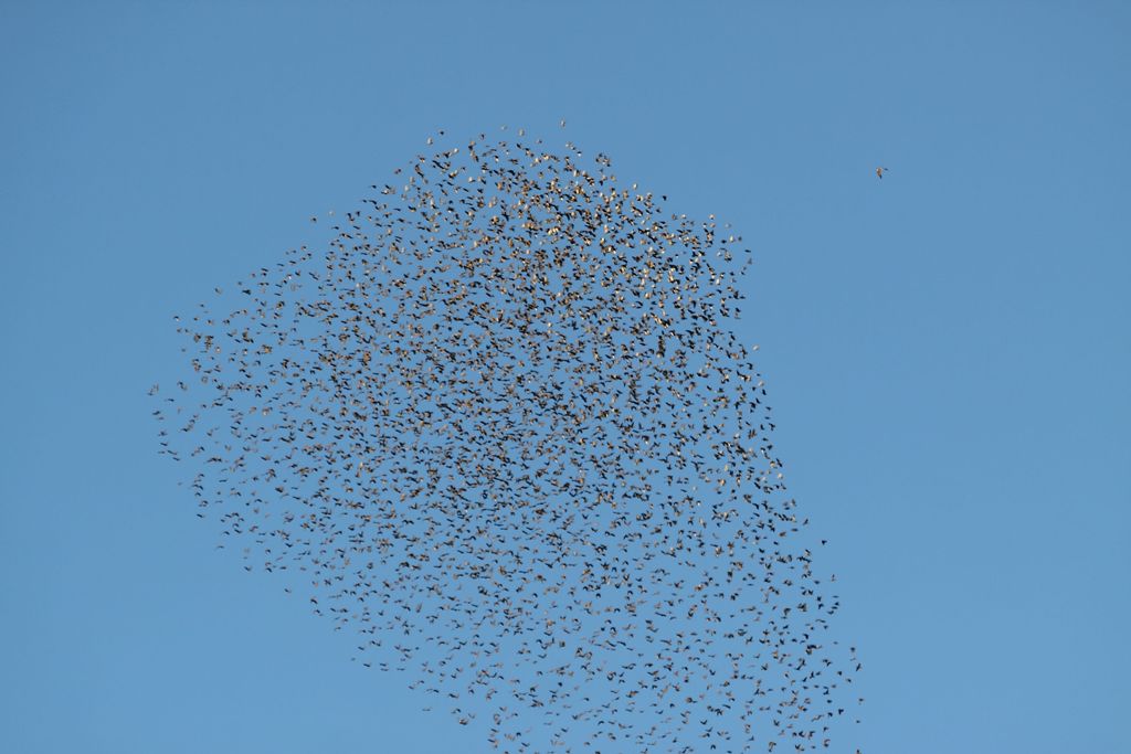 Stormi di uccelli neri.