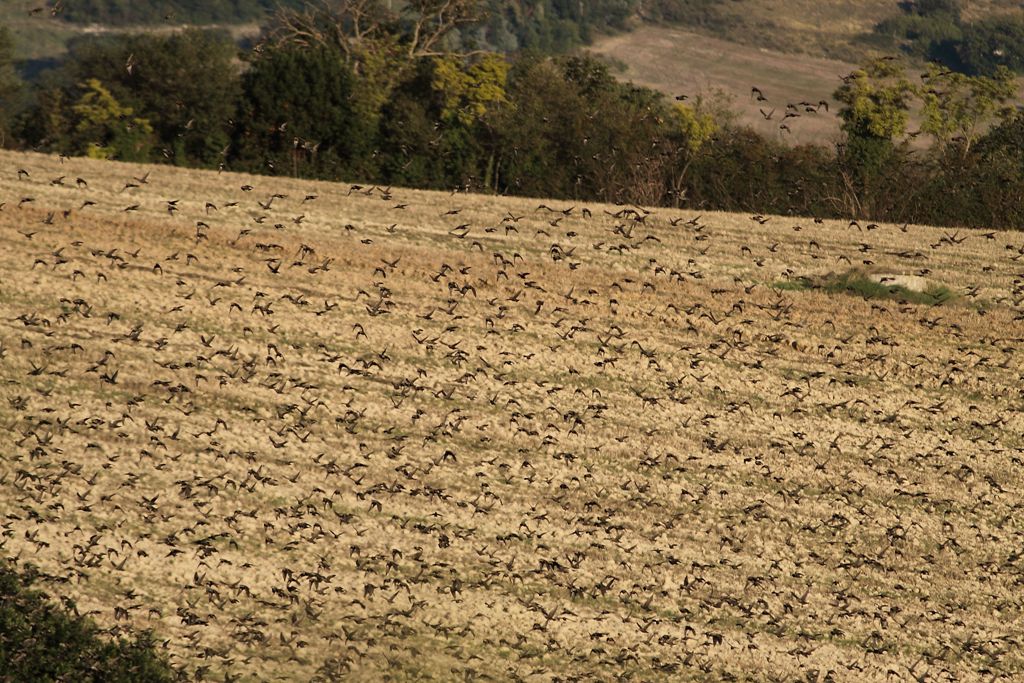 Stormi di uccelli neri.