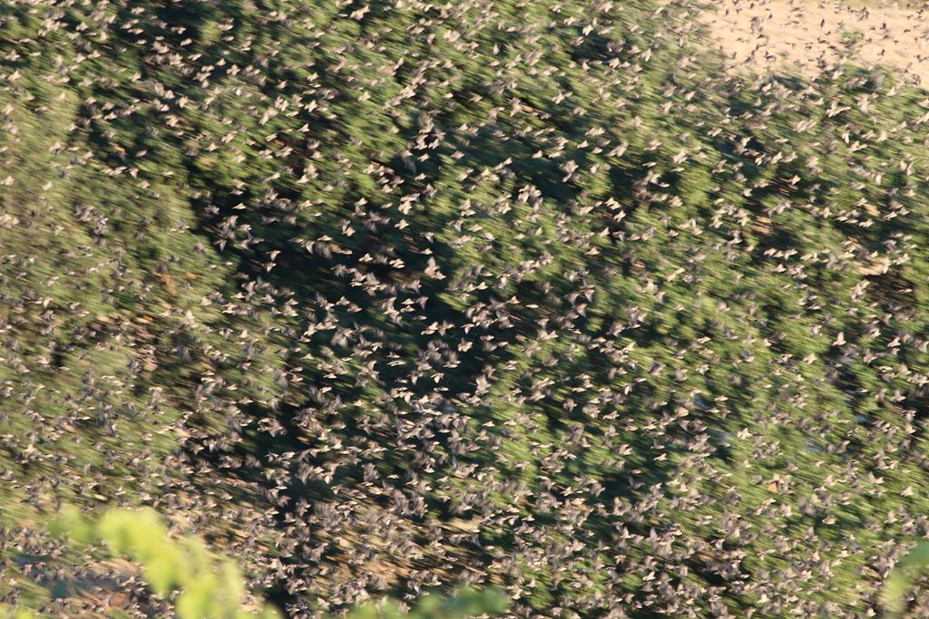 Stormi di uccelli neri.