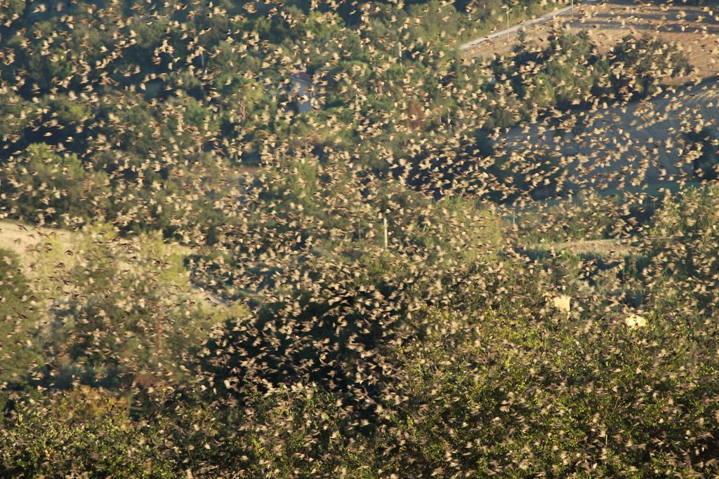 Stormi di uccelli neri.