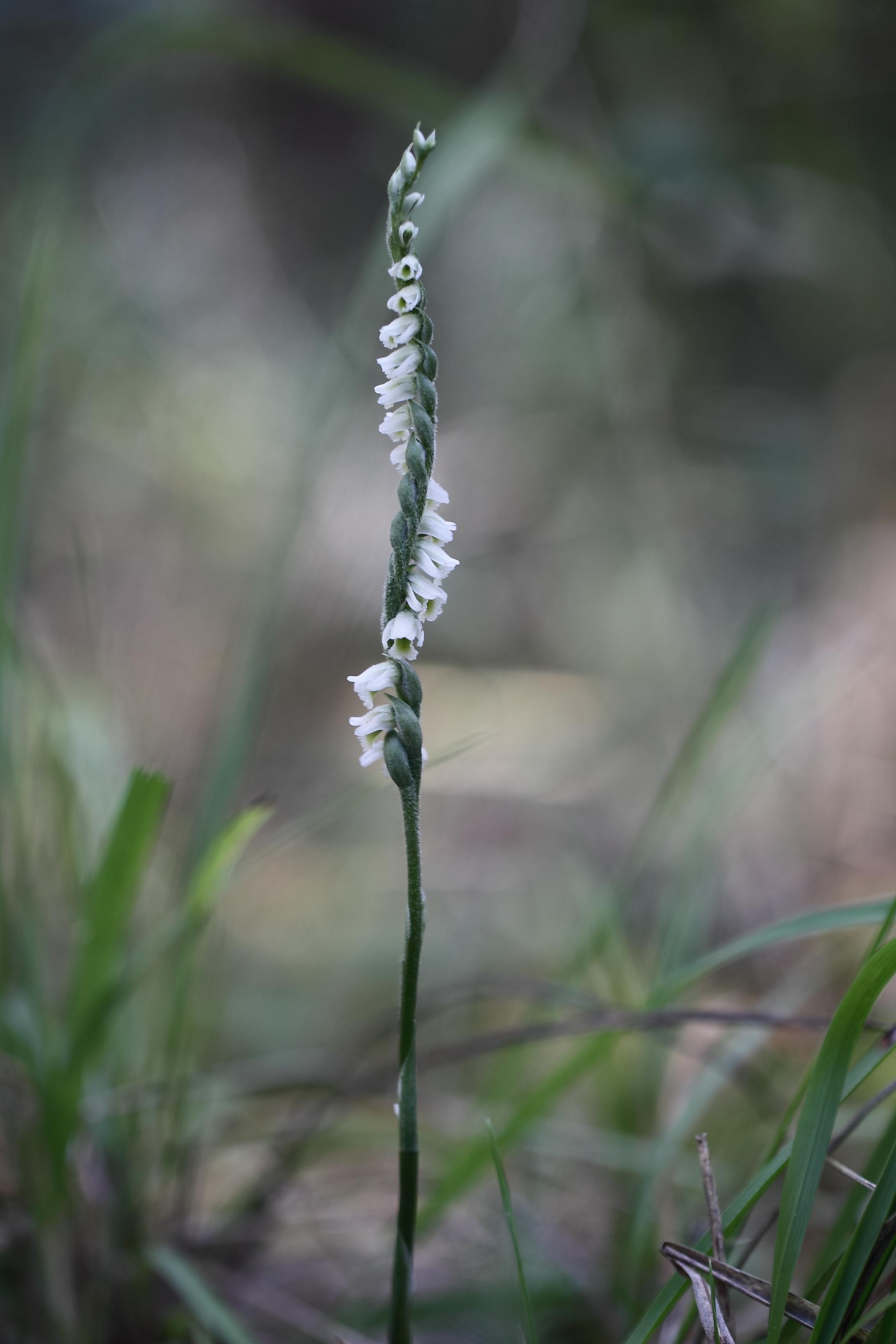 Spiranthes spiralis ...