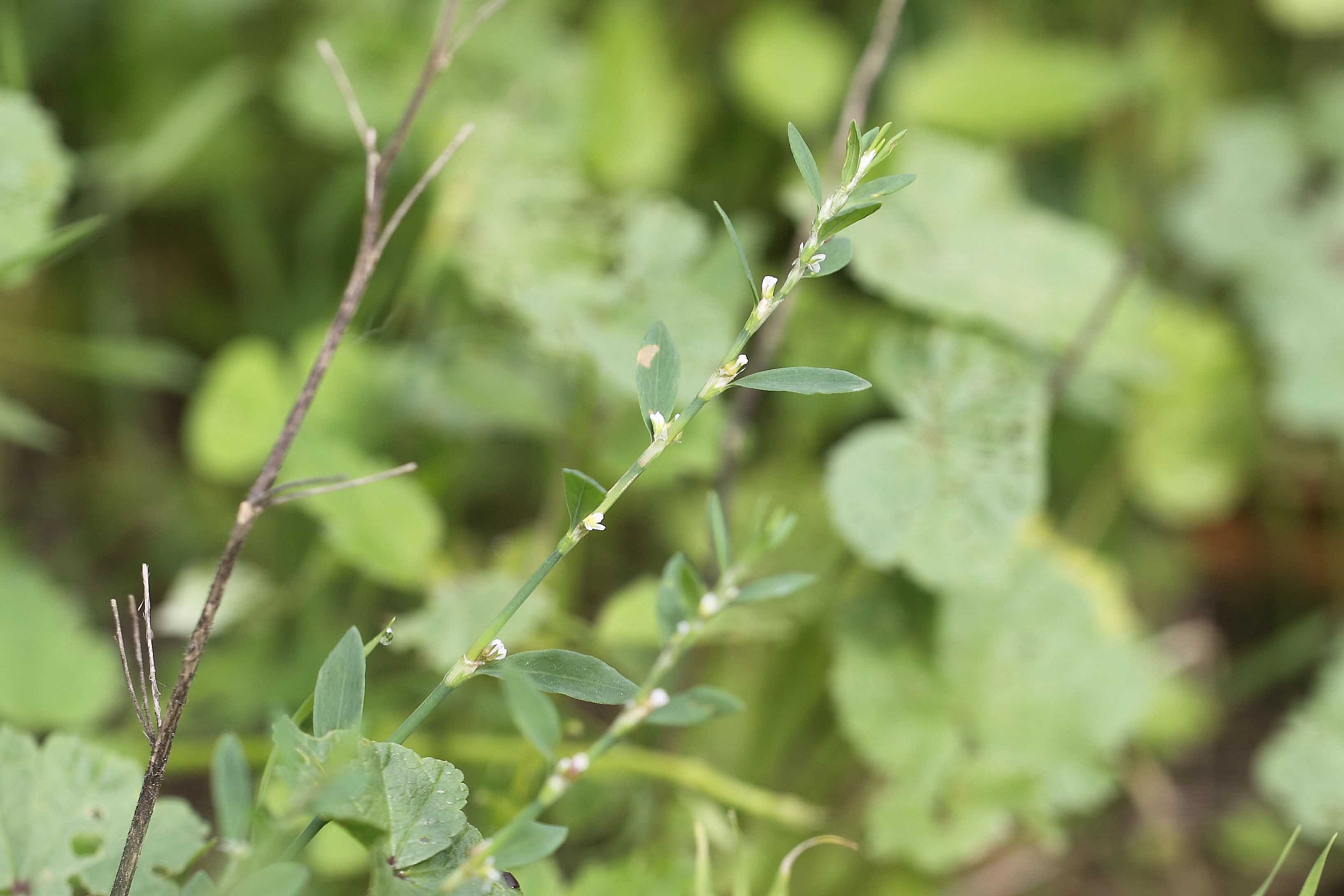 Polygonum aviculare