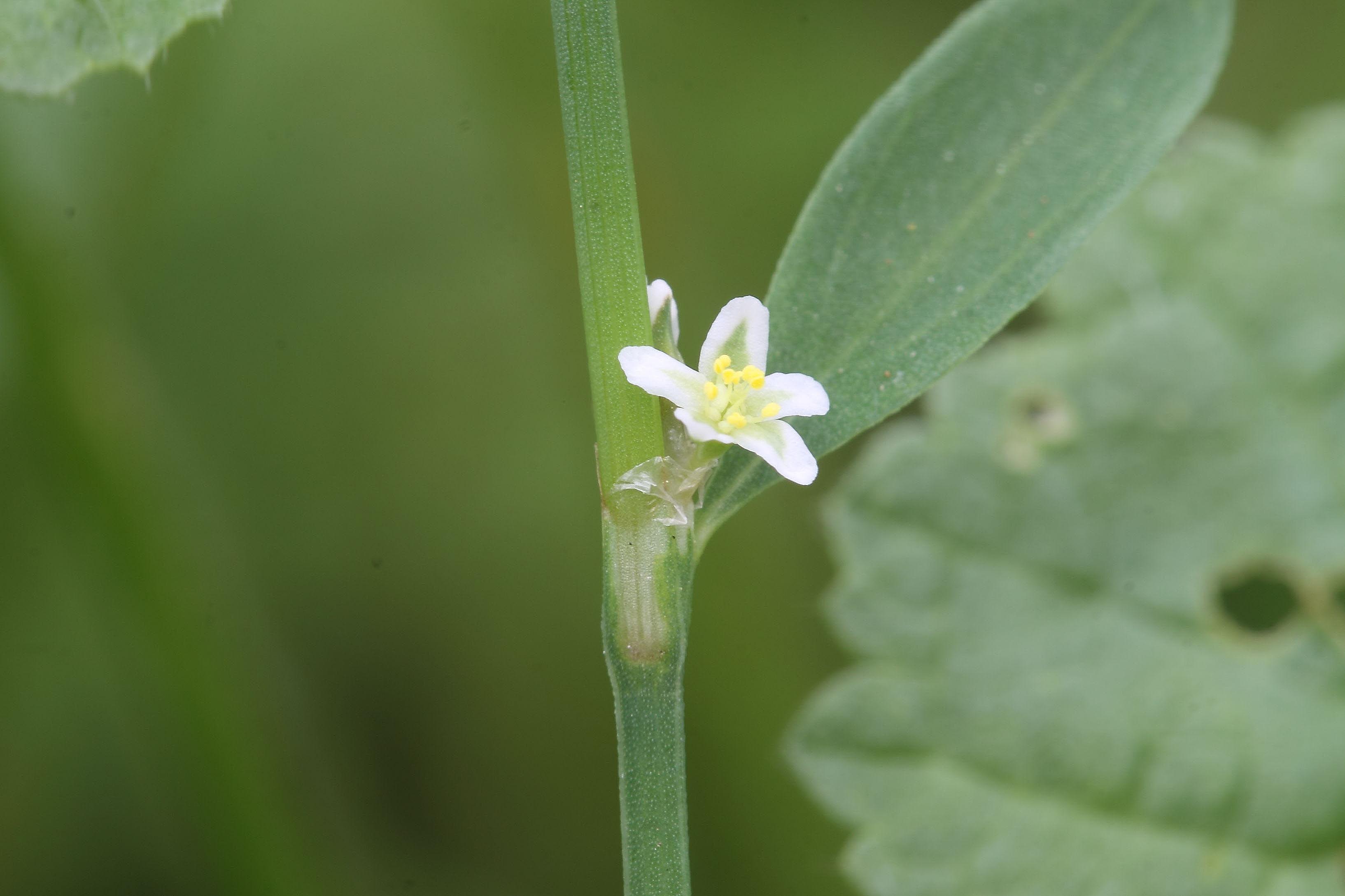 Polygonum aviculare