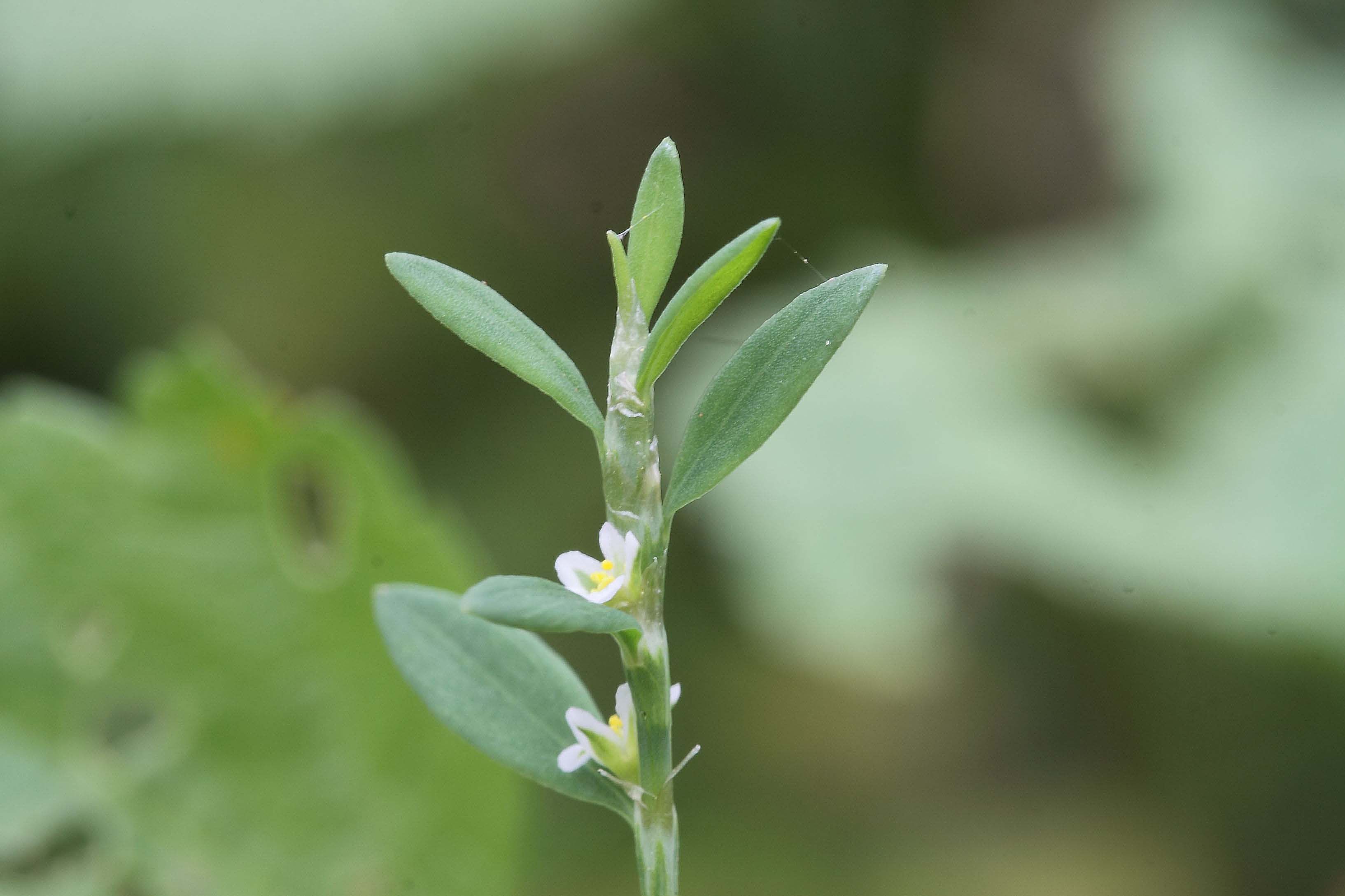 Polygonum aviculare