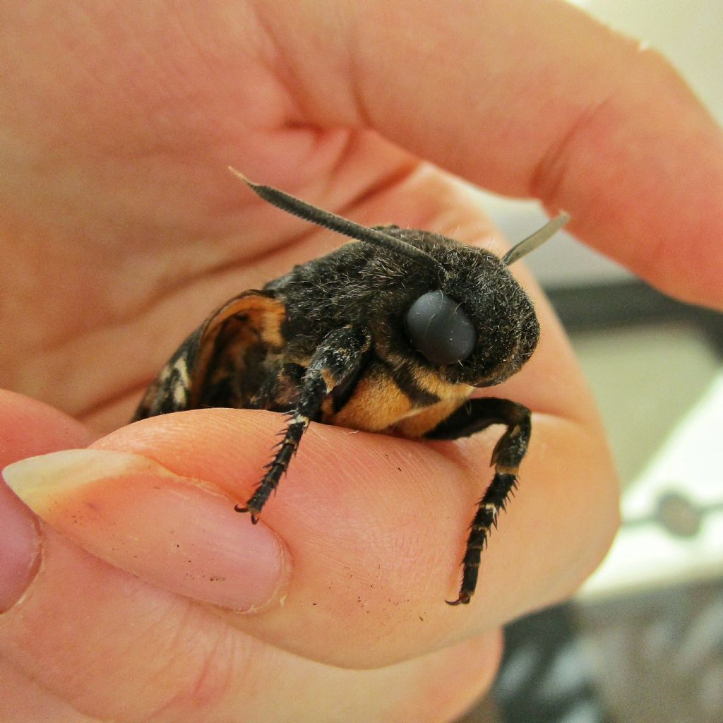 Acherontia atropos: aiuto!