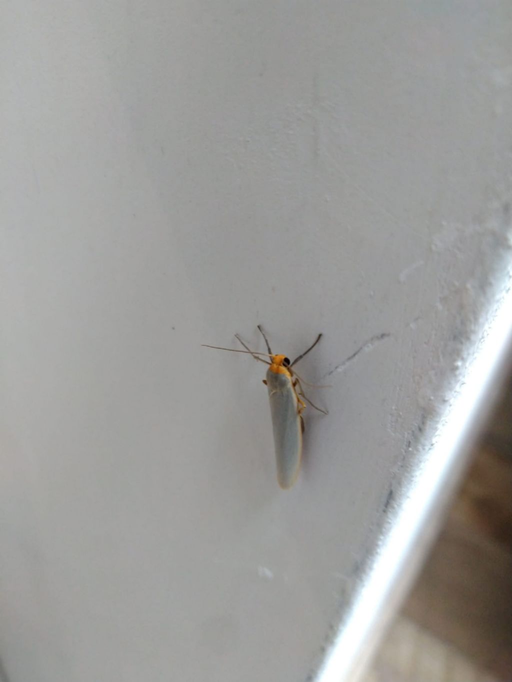 ID: Erebidae?