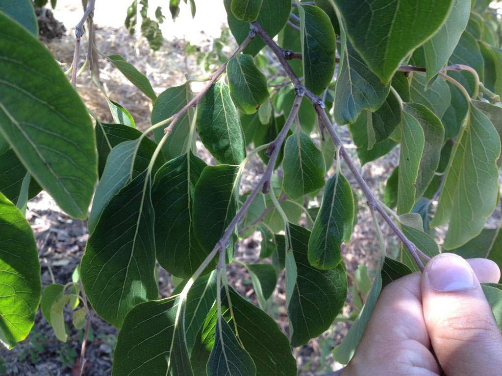 Noce selvatica?! Diospyros non risolto