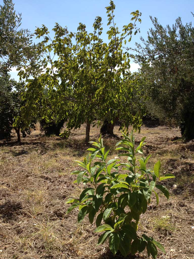 Noce selvatica?! Diospyros non risolto