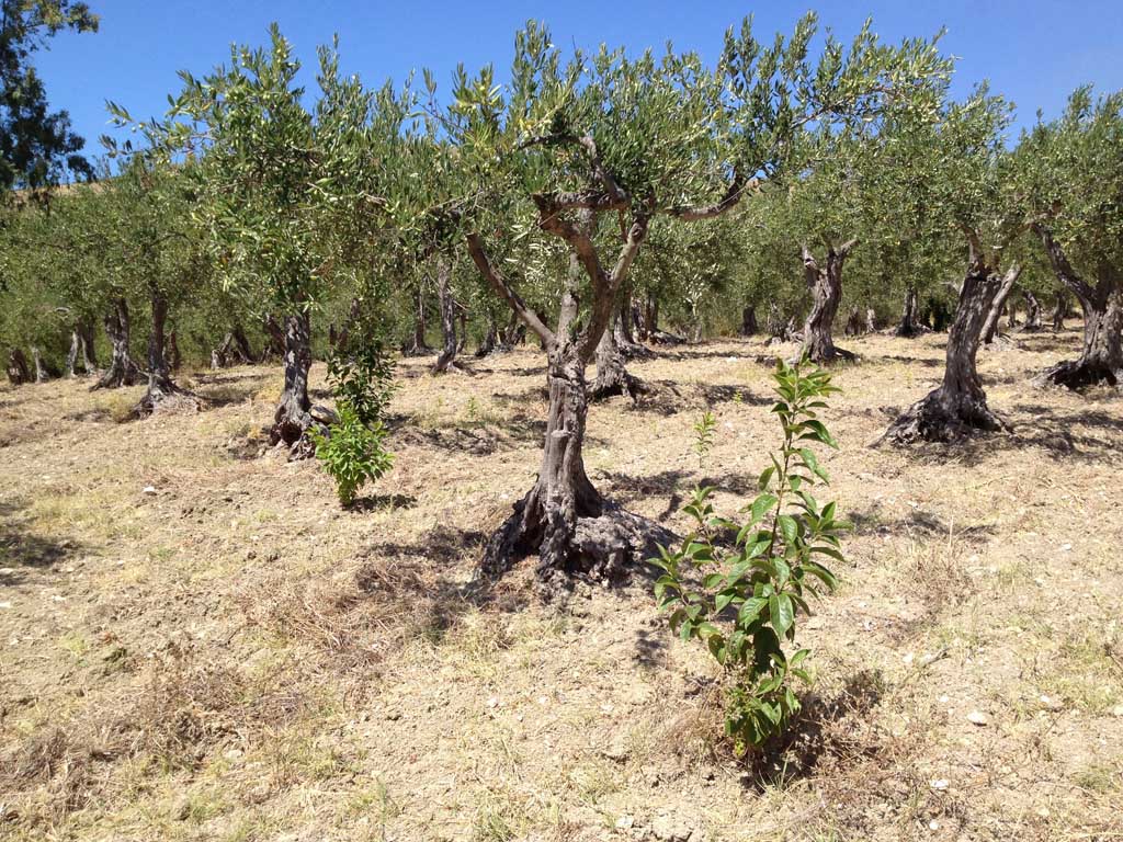 Noce selvatica?! Diospyros non risolto