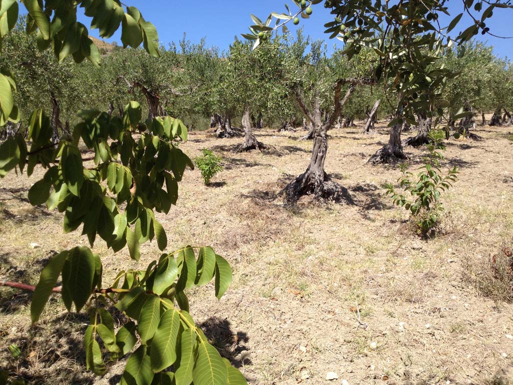 Noce selvatica?! Diospyros non risolto