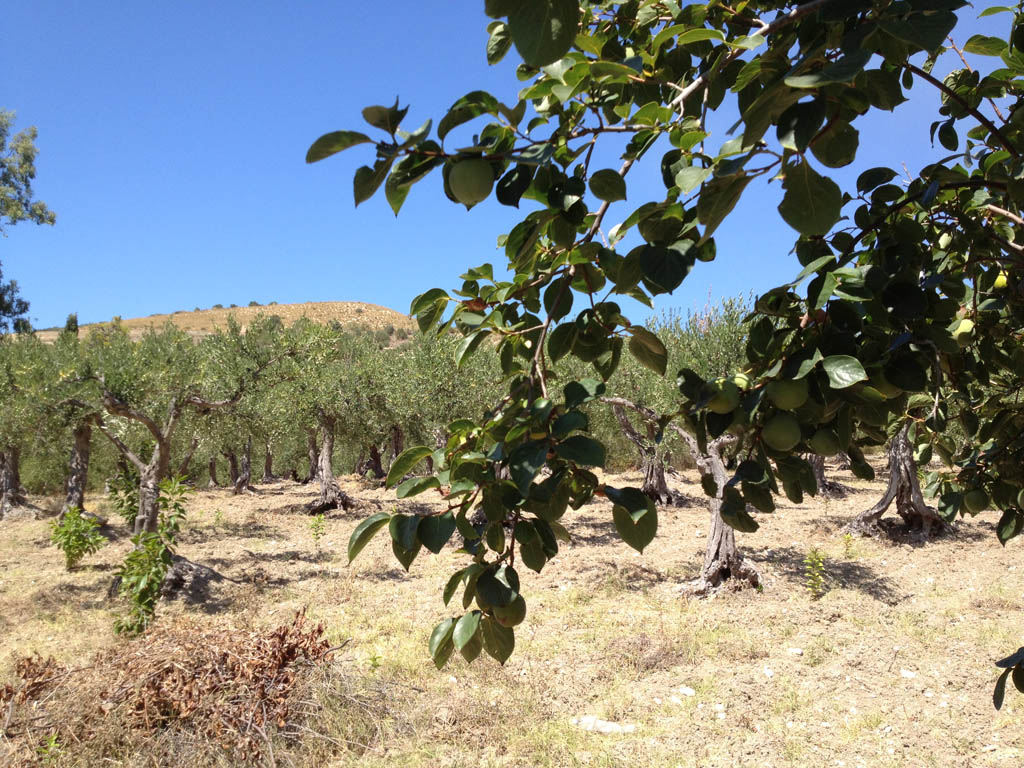 Noce selvatica?! Diospyros non risolto