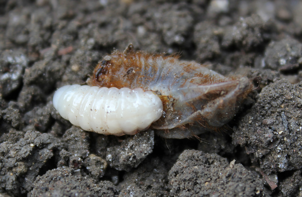 Larva di imenottero su larva di 