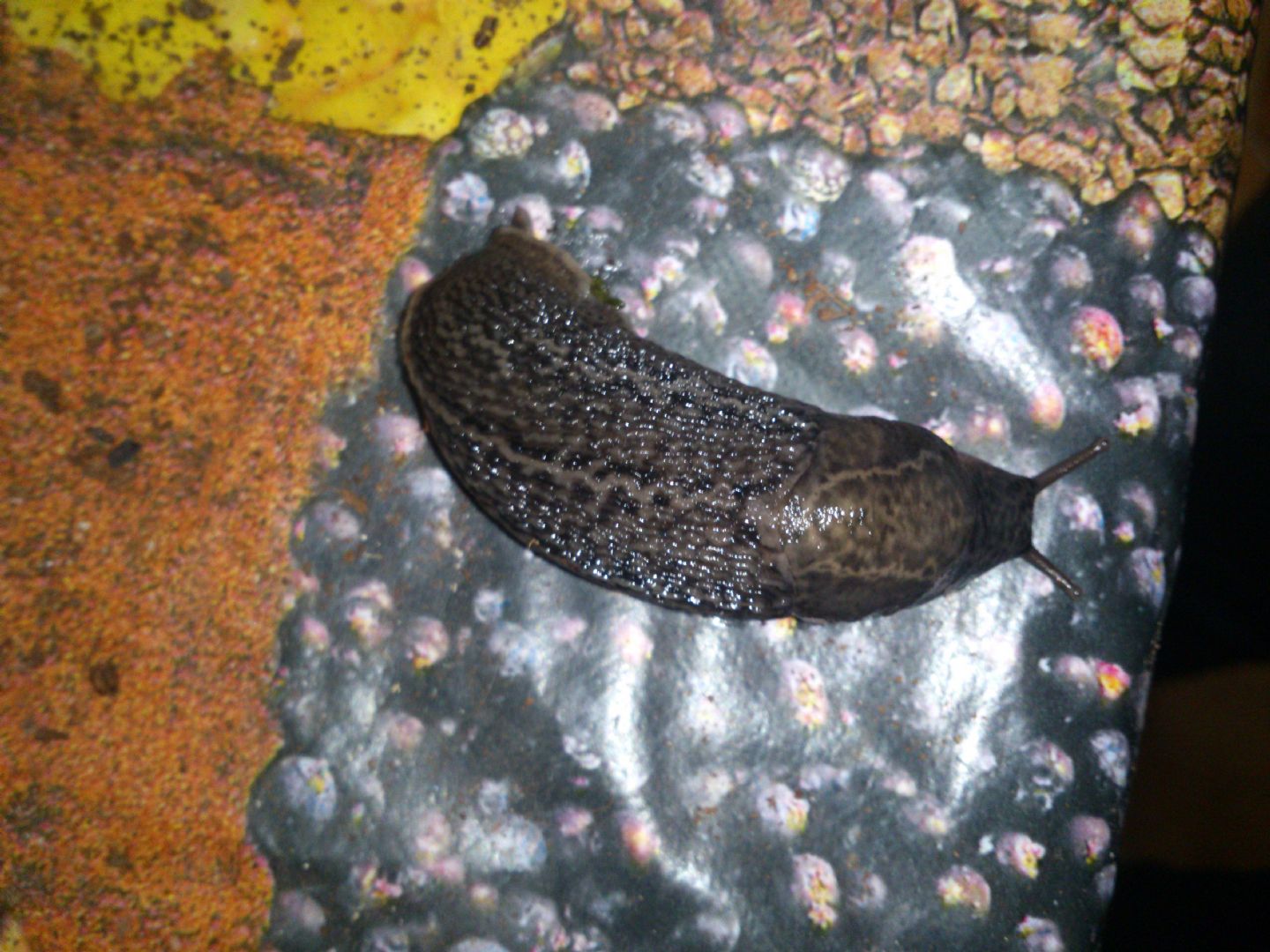 Limax cf maximus da Gradisca d''Isonzo