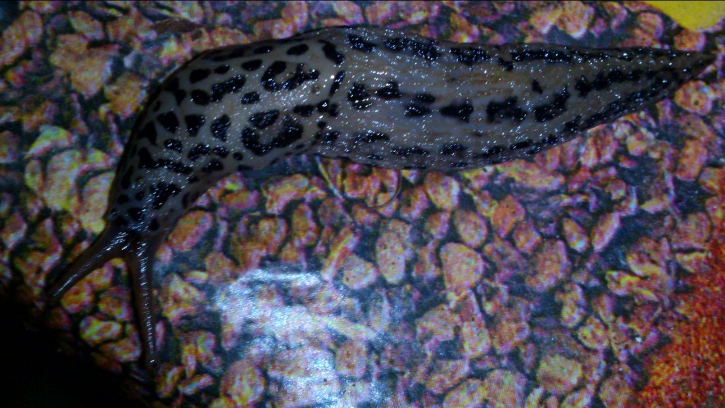 Limax cf maximus da Gradisca d''Isonzo