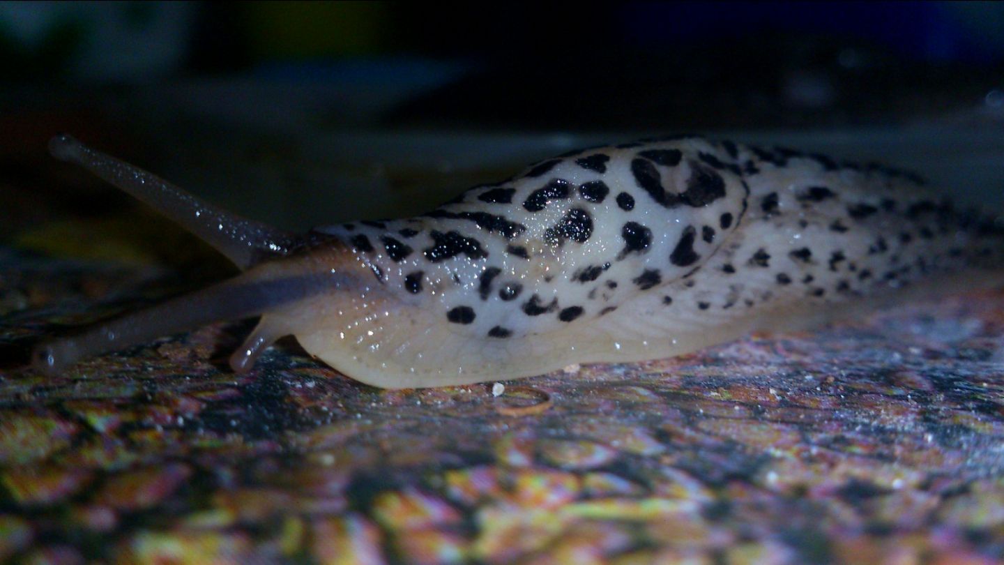 Limax cf maximus da Gradisca d''Isonzo