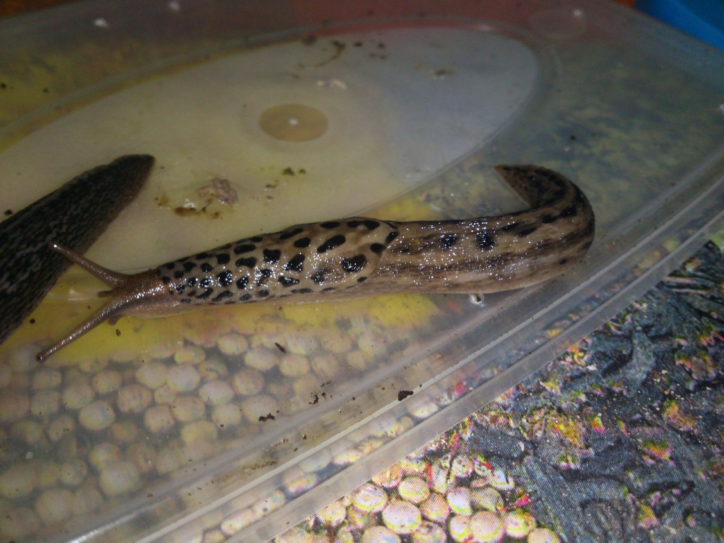 Limax cf maximus da Gradisca d''Isonzo