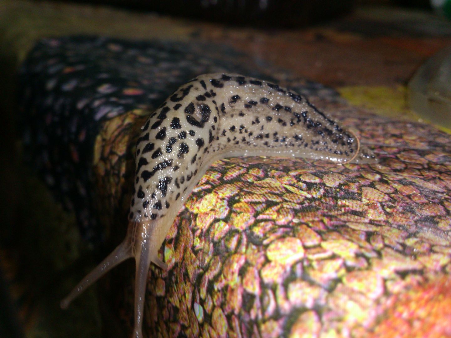 Limax cf maximus da Gradisca d''Isonzo