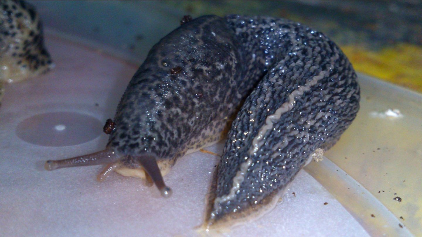 Limax cf maximus da Gradisca d''Isonzo