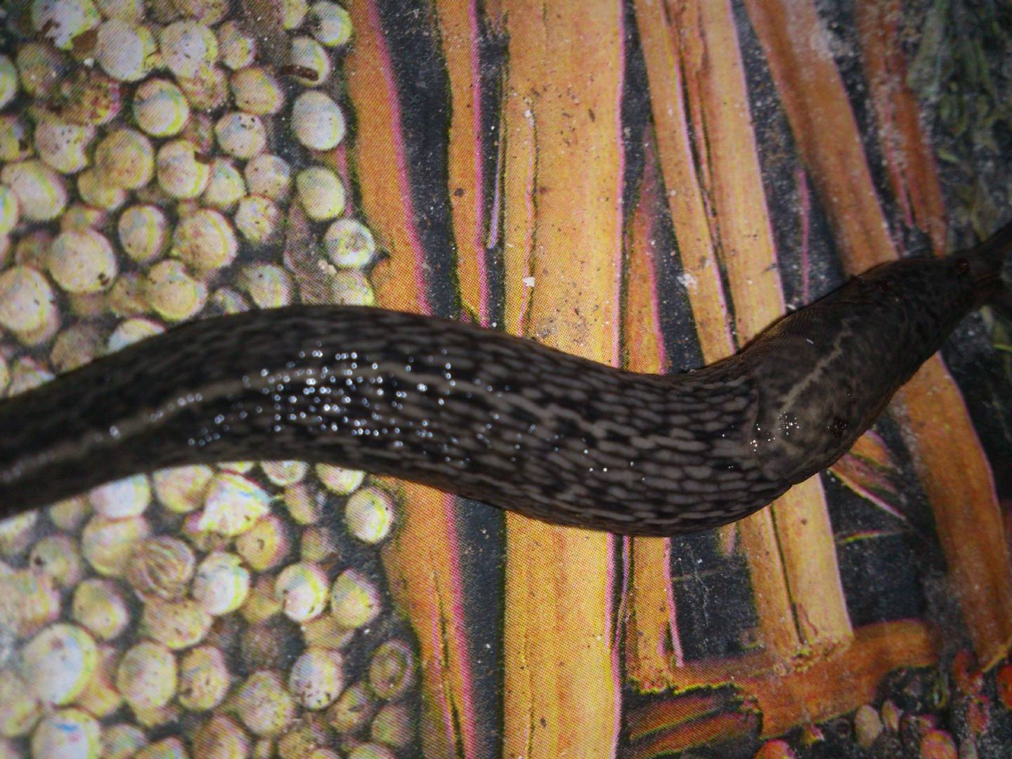 Limax cf maximus da Gradisca d''Isonzo