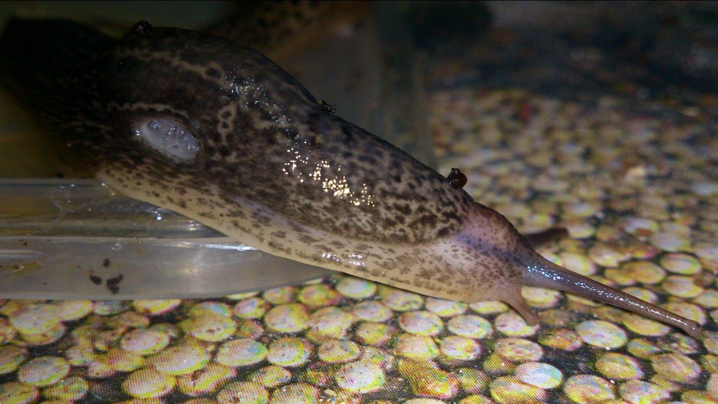 Limax cf maximus da Gradisca d''Isonzo