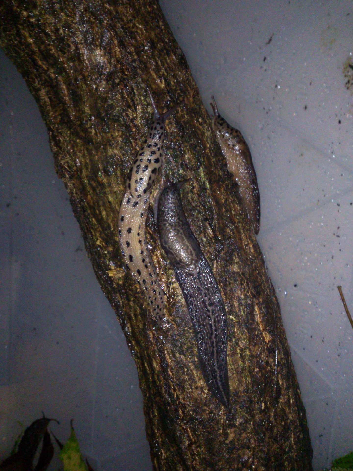 Limax cf maximus da Gradisca d''Isonzo