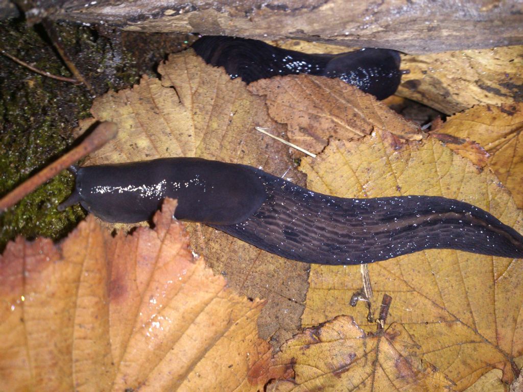 Limax cfr dacampi - Plessiva (Cormons, (GO), FVG)