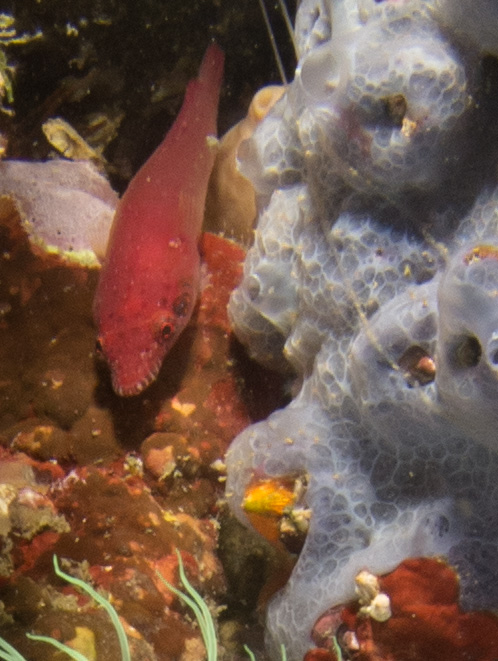 Lepadogaster candolii a Castellamare di Stabia