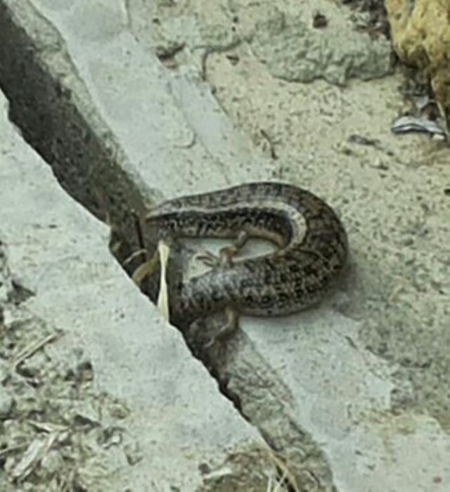 Gongilo  (Chalcides ocellatus)