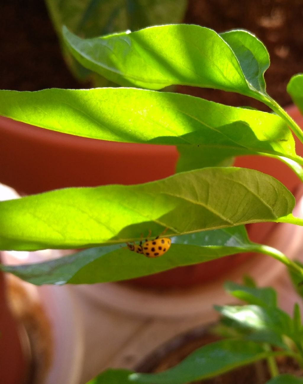 Larva di...Coccinellidae: Propylea quatuordecimpunctata