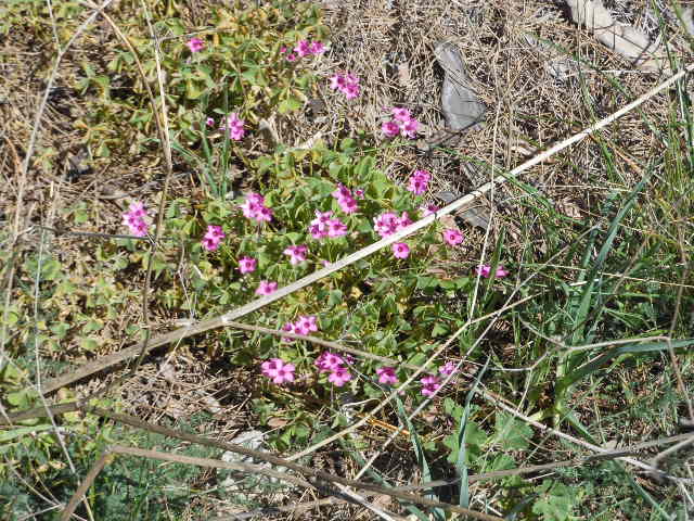 Uscita primaverile... Larve di Thaumetopoea pityocampa