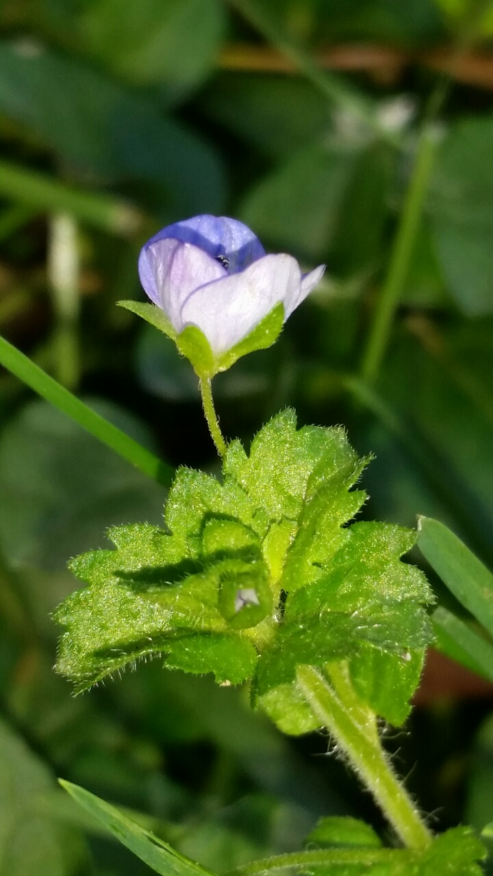 Uscita primaverile... Larve di Thaumetopoea pityocampa