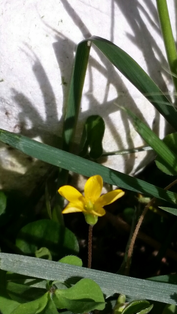 Uscita primaverile... Larve di Thaumetopoea pityocampa