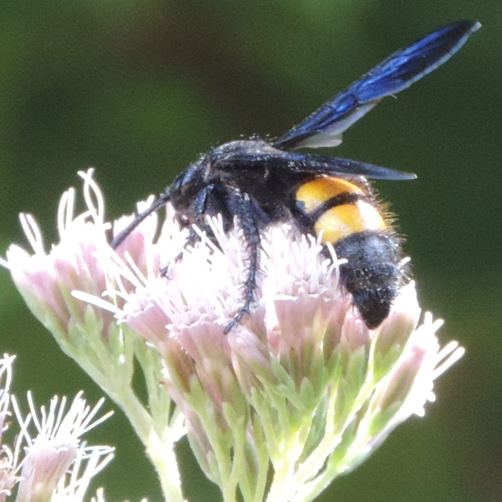 Scolia hirta o bifasciata (= galbula)? S. hirta