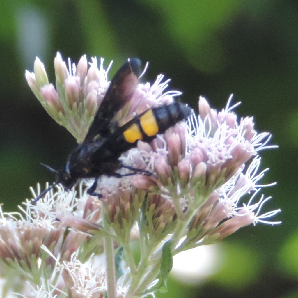 Scolia hirta o bifasciata (= galbula)? S. hirta