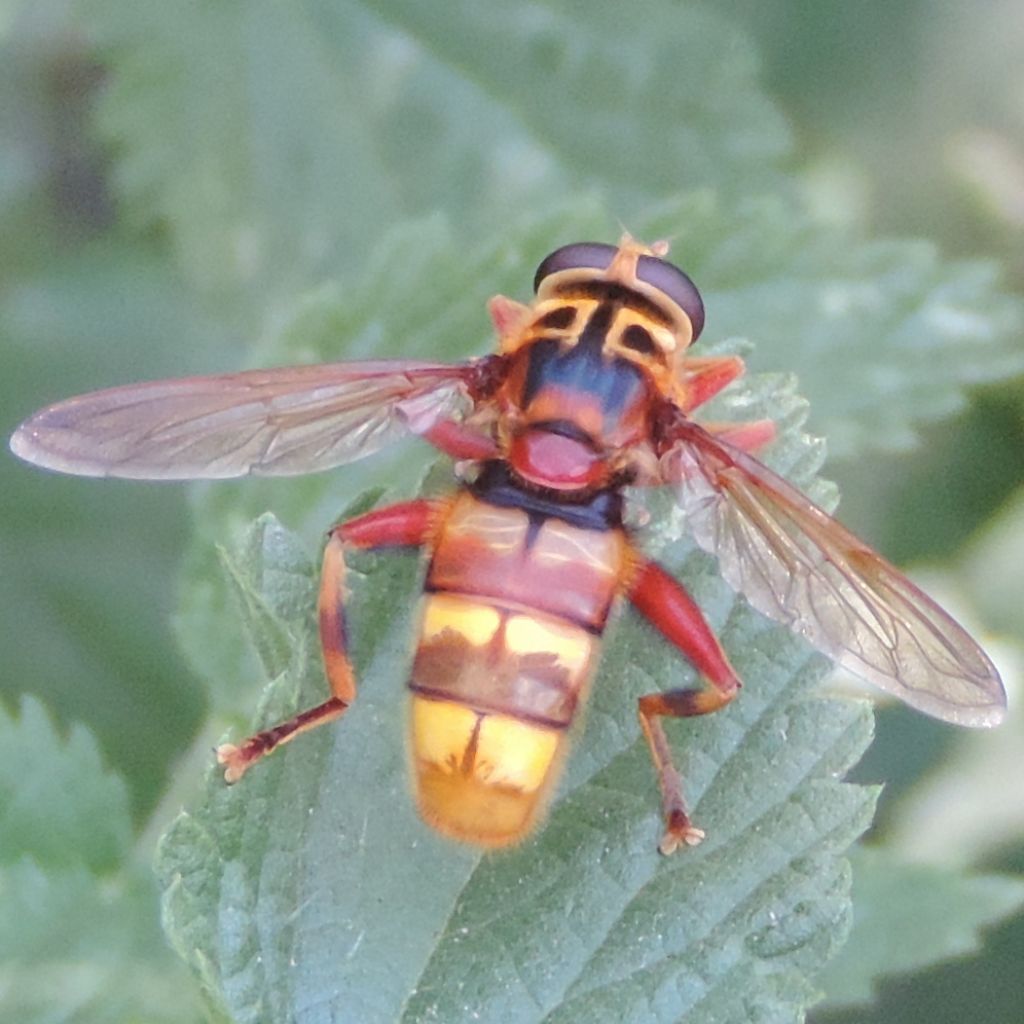 SYrphidae:  Milesia crabroniformis?   S, femmina !