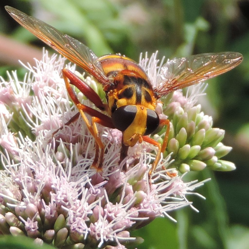 SYrphidae:  Milesia crabroniformis?   S, femmina !