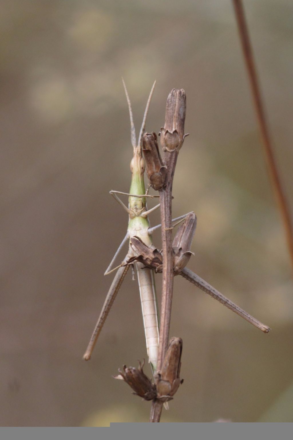 Acrida turrita?  No, Acrida ungarica mediterranea