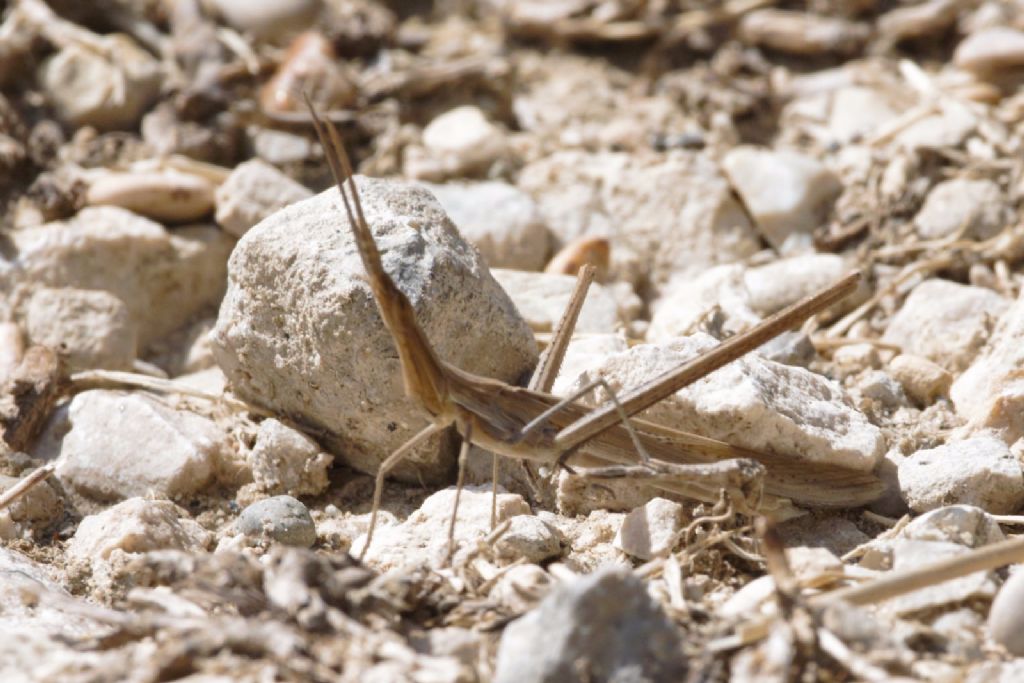 Acrida turrita?  No, Acrida ungarica mediterranea