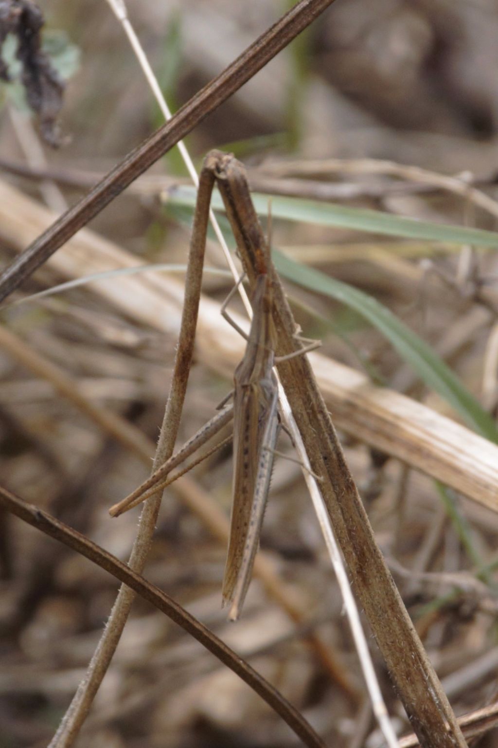 Acrida turrita?  No, Acrida ungarica mediterranea