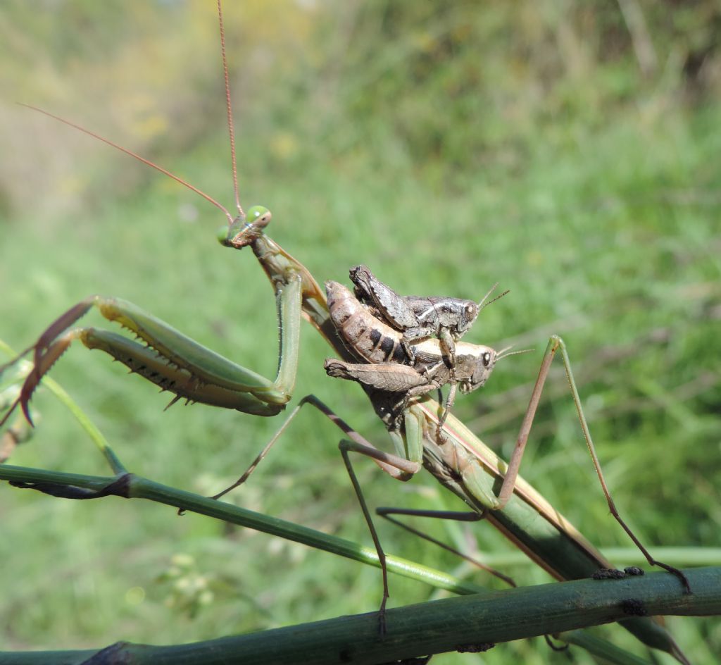 Mantis religiosa e Pezotettix giornae