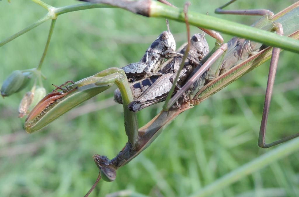 Mantis religiosa e Pezotettix giornae