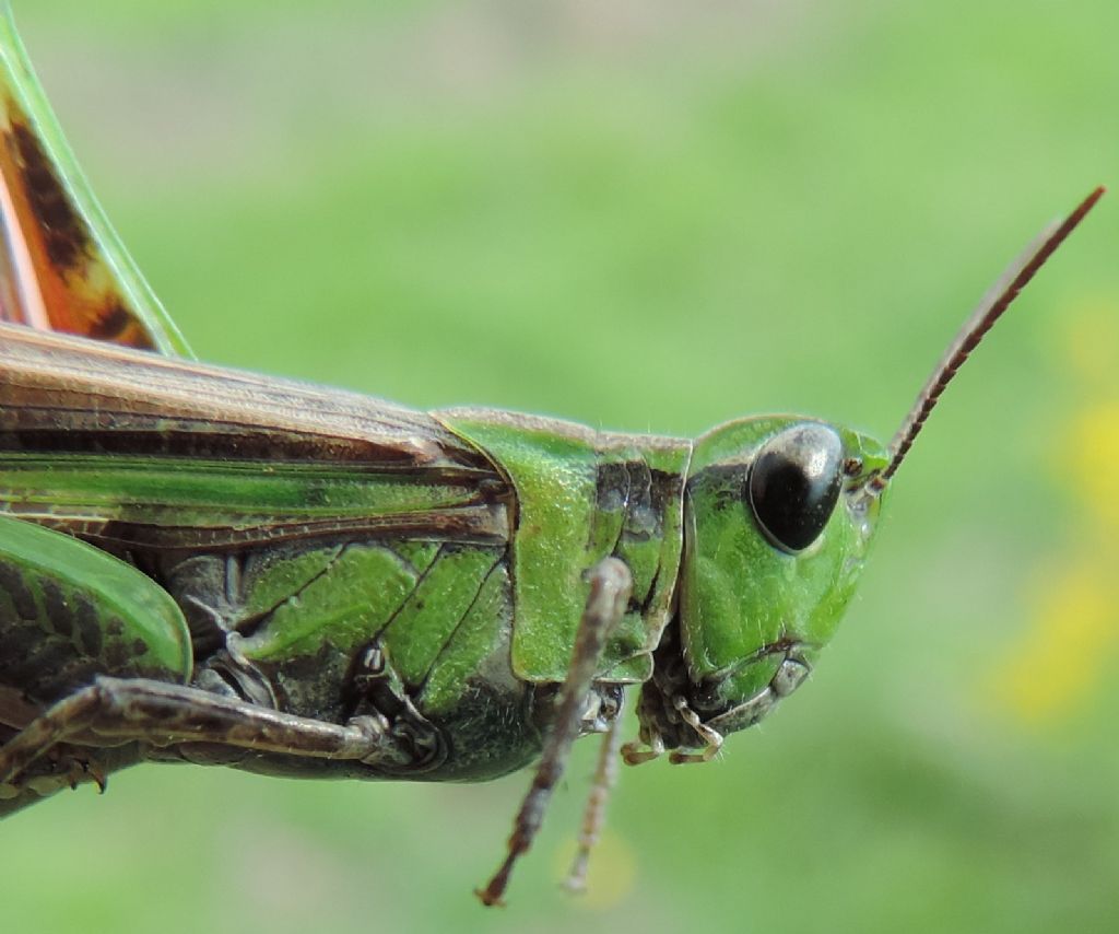 Aiolopus thalassinus thalassinus (Fabricius, 1781)