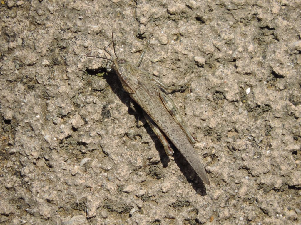 Anacridium aegyptium (Linnaeus, 1764)