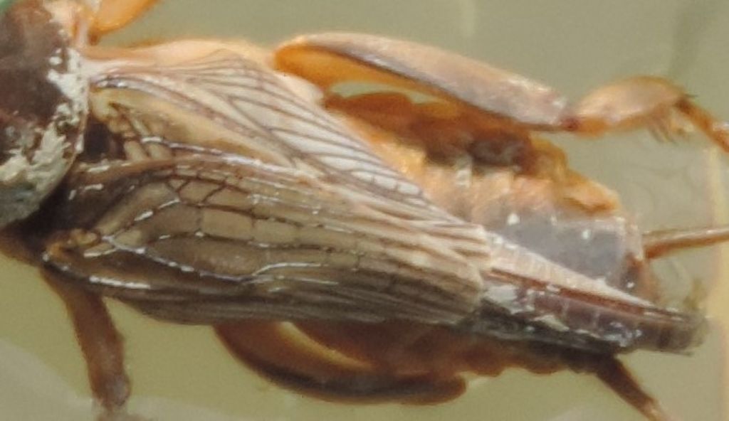 Gryllotalpa