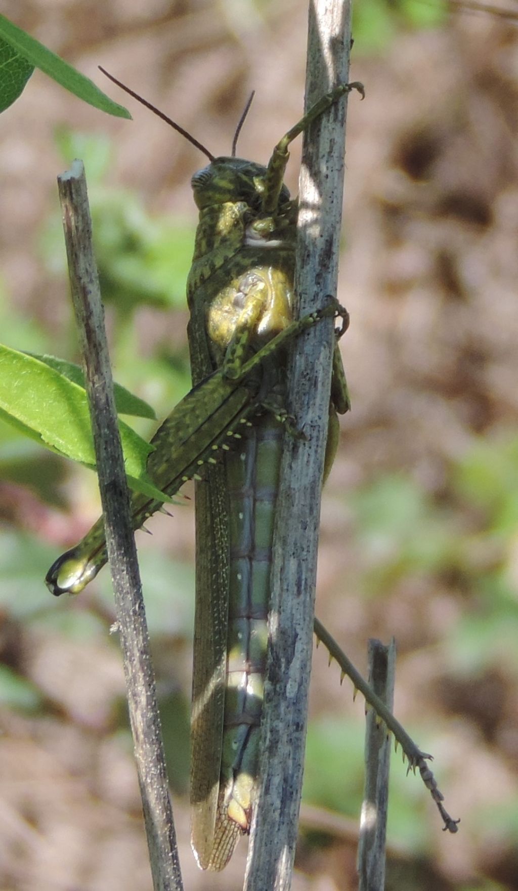 Anacridium aegyptium (Linnaeus, 1764)